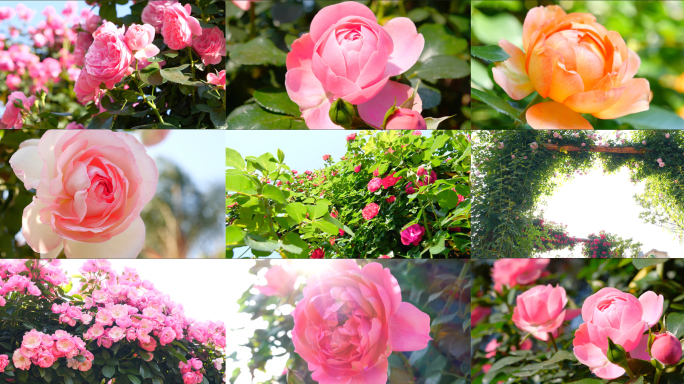 玫瑰 月季 花