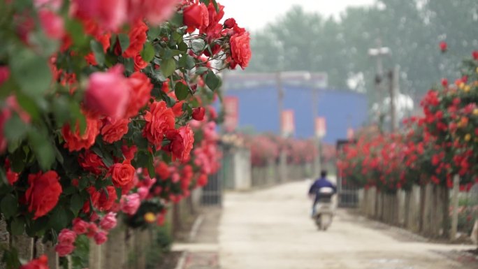 开满高大月季花卉的道路