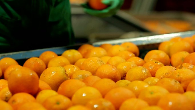 柑橘产业中的水果选择