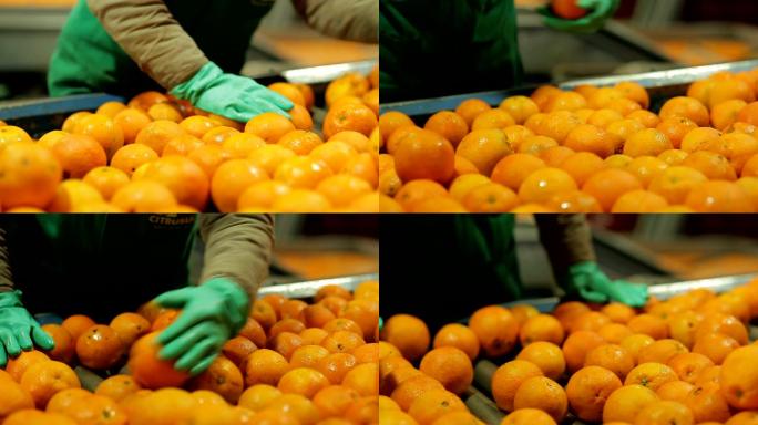 柑橘产业中的水果选择