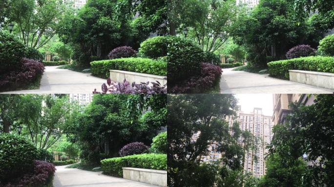 社区林荫小道绿植实景拍摄素材