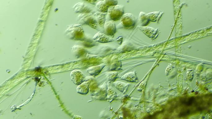 生命科学纪录片素材，显微镜下的生物钟虫3