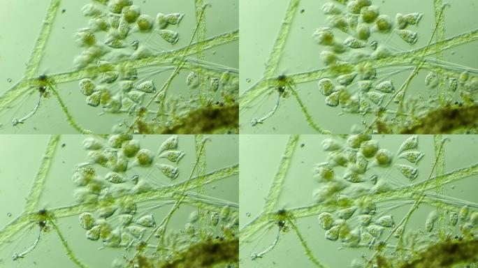 生命科学纪录片素材，显微镜下的生物钟虫3