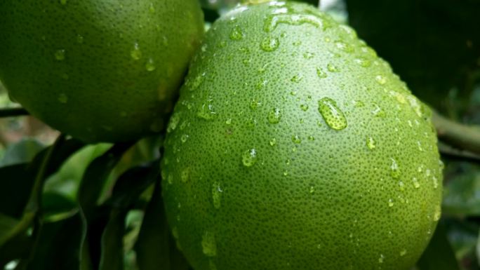 未成熟的绿色柚子密柚酸柚绿叶果树生长过程