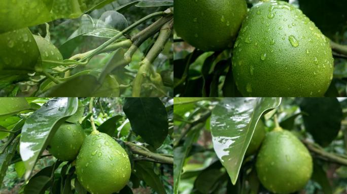未成熟的绿色柚子密柚酸柚绿叶果树生长过程