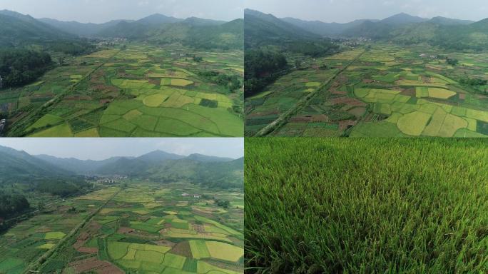 航拍农业产业化稻田稻谷