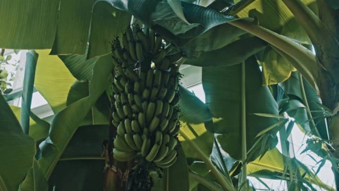 【原创】植物园热带水果香蕉树