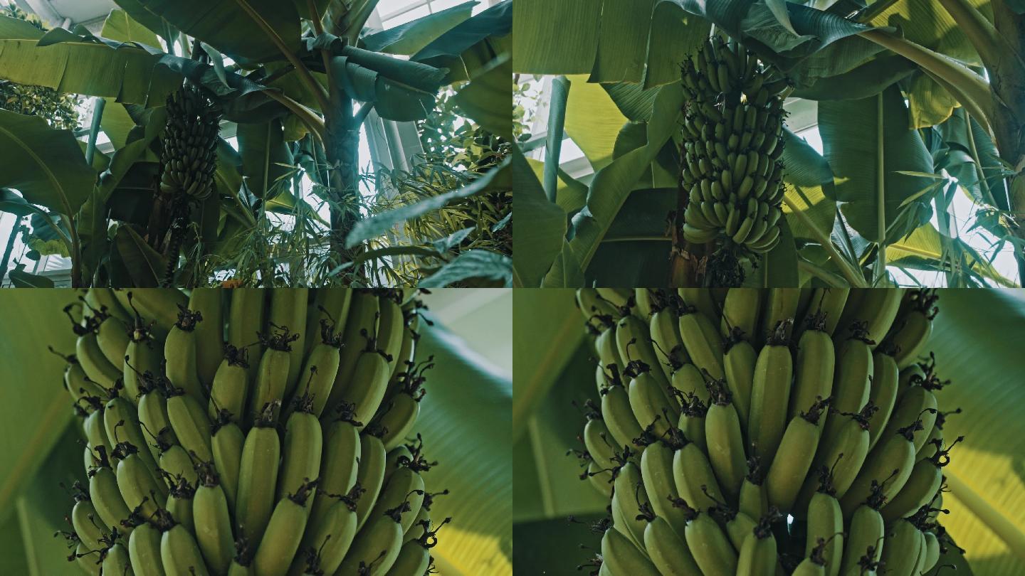 【原创】植物园热带水果香蕉树