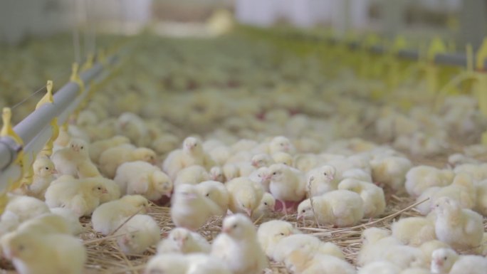小鸡在农场喂食养殖场幼崽