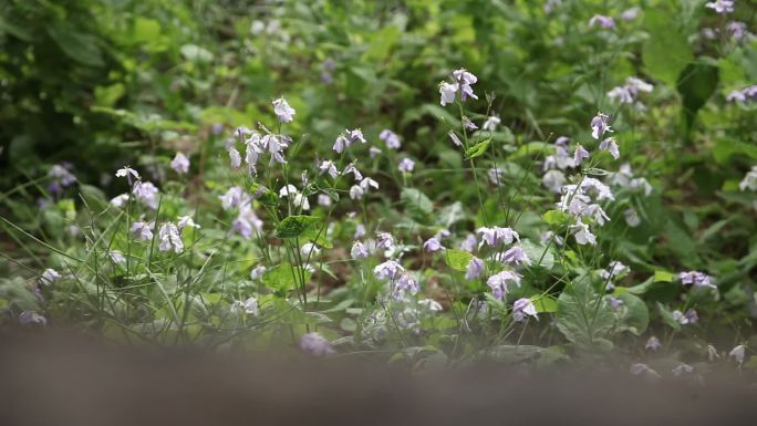 二月花花丛被风吹动在风中凌乱