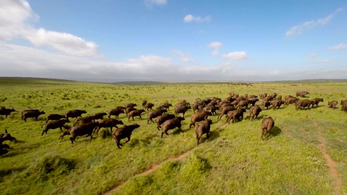追着牛群穿过平原放养放牧大草原