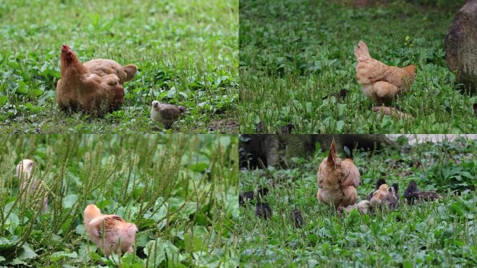 农村农家放养母鸡与雏鸡