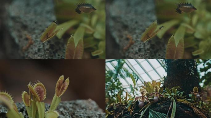 【原创】植物园热带植物神秘植物猪笼草