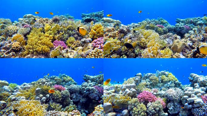红海上五颜六色的海洋生物珊瑚礁