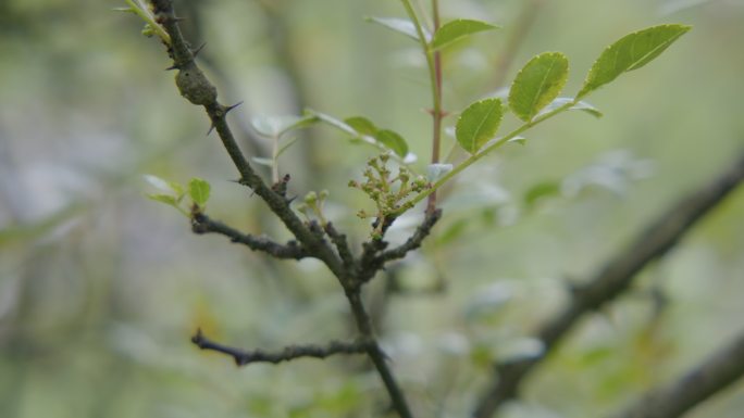 新花椒