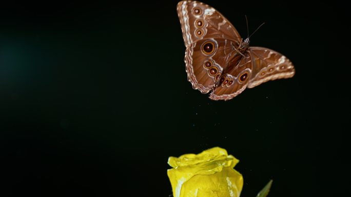 从一朵黄玫瑰上飞过的慢斑蝶