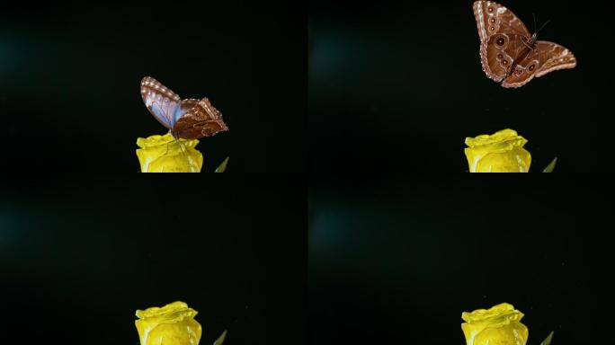从一朵黄玫瑰上飞过的慢斑蝶