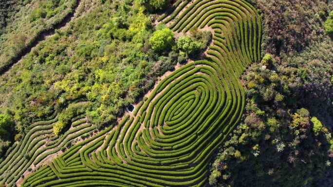 在春天俯瞰美丽的梯田茶园