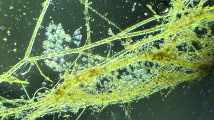 生命科学纪录片素材，显微镜下的生物钟虫2