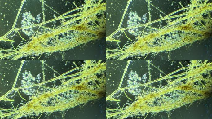 生命科学纪录片素材，显微镜下的生物钟虫2