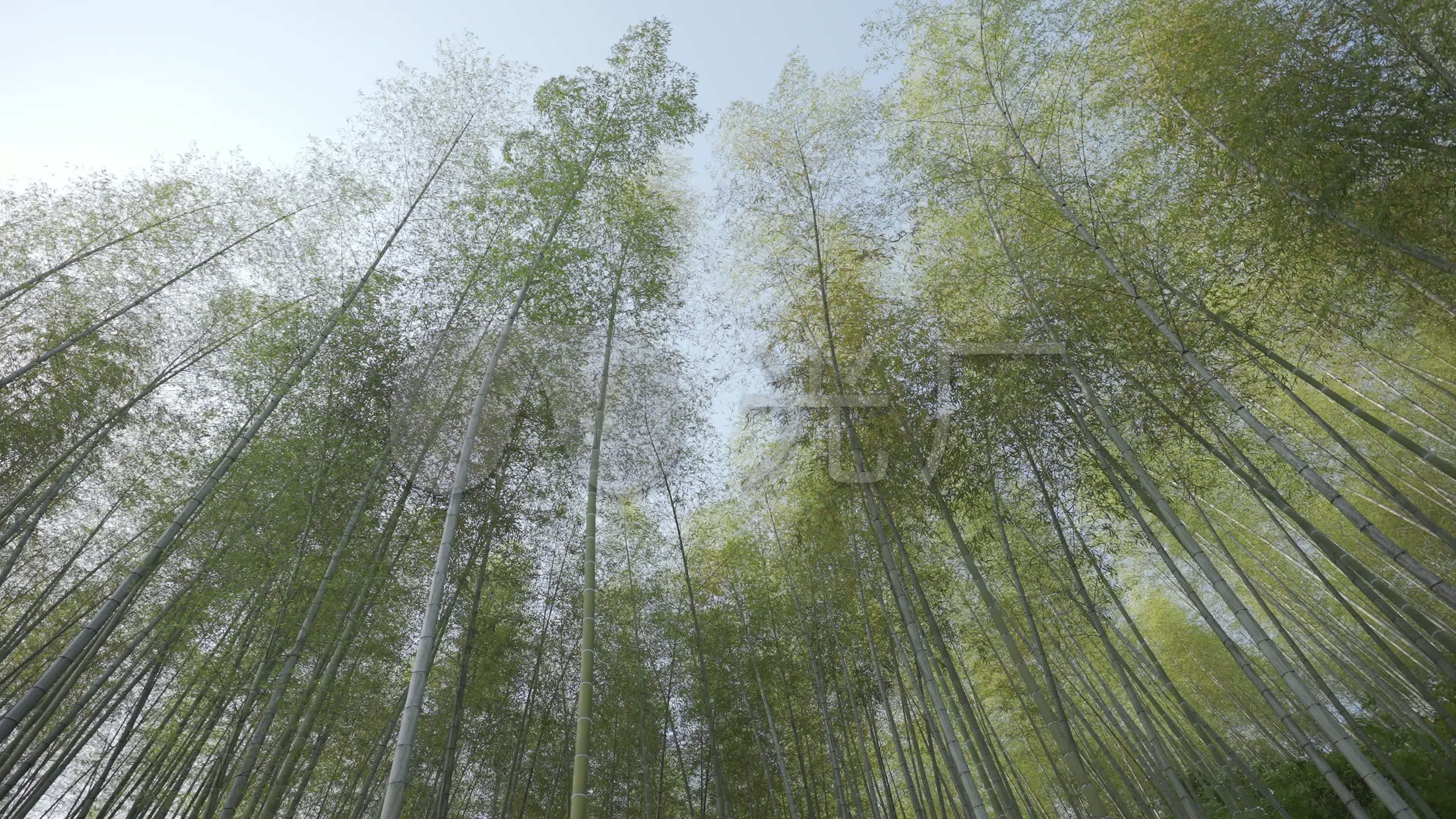 Tapeta na monitor | Příroda | bambusový les, háj, hustý