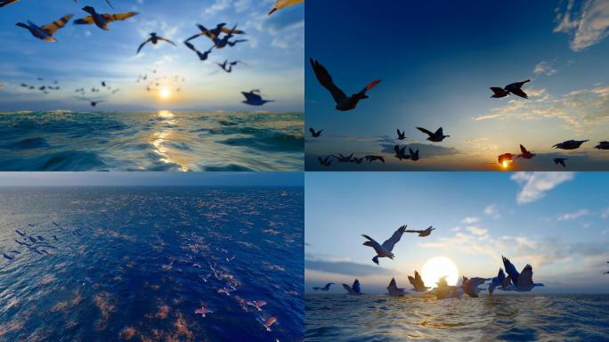 4k 海燕在海面飞舞合集