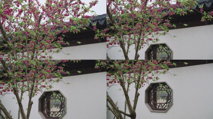中国古代园林中的桃花特写