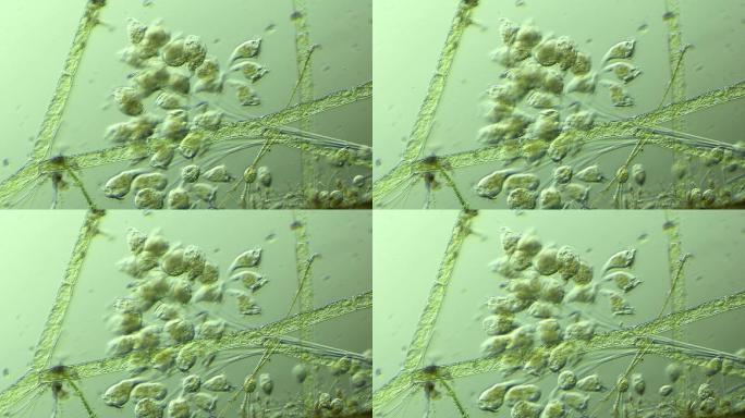 生命科学纪录片素材，显微镜下的生物钟虫1