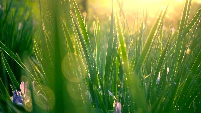 阳光下的绿草有机生态唯美
