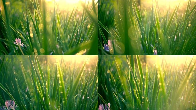 阳光下的绿草有机生态唯美