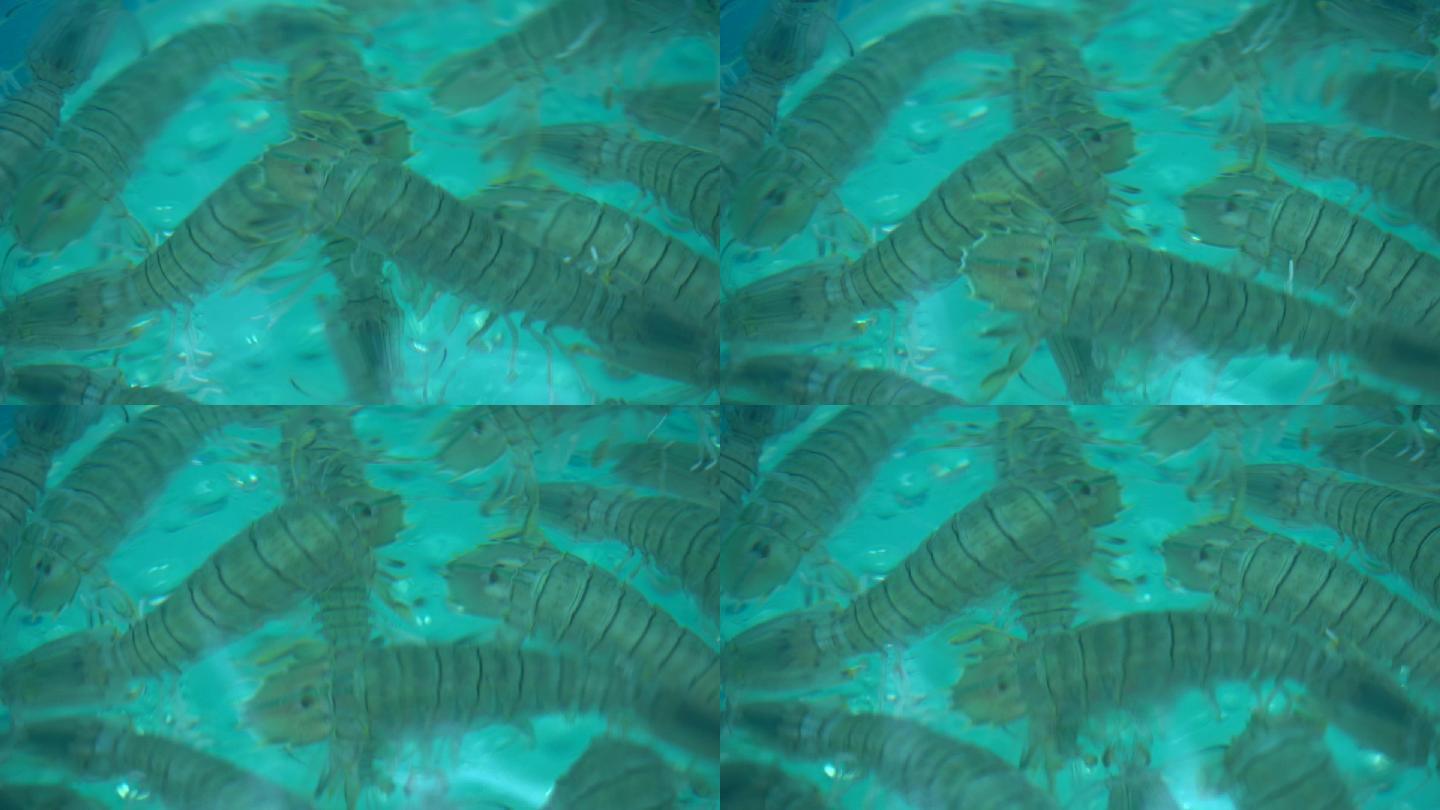 虾蛄 海鲜 海鲜池里的 游水 皮皮虾