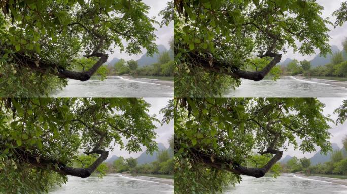 桂林山水河流树繁叶茂田园风
