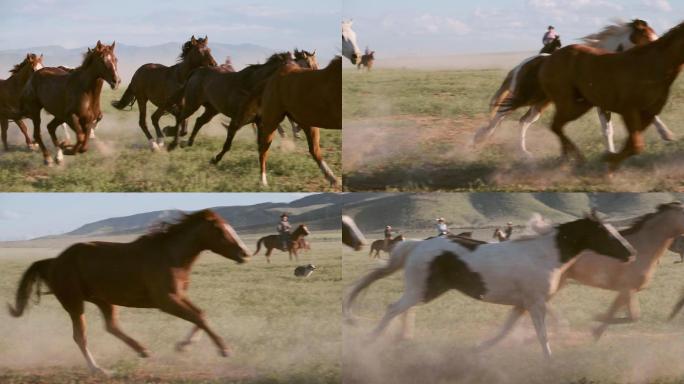 美国犹他州的慢动作马和牛仔