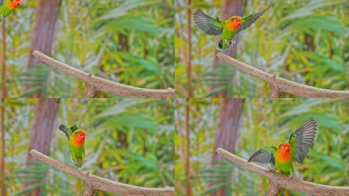 SLO MO Lovebird降落在树枝上