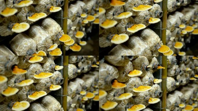 幻灯片：成熟的灵芝蘑菇