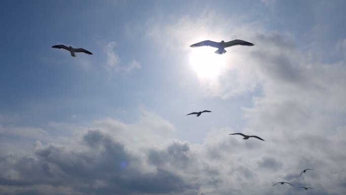 海鸥飞过天空飞翔的鸟