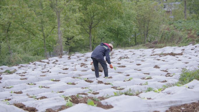 种植烟叶