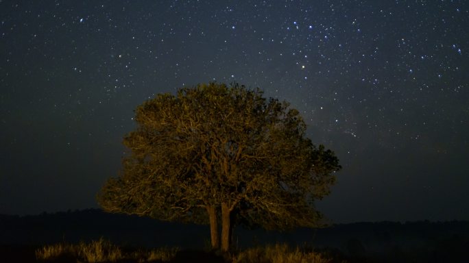 夜空和草地上的树木。