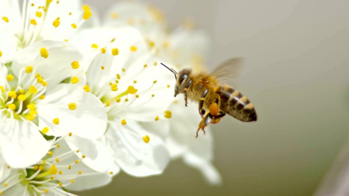 缓慢移动蜜蜂接近一朵白色的花朵，试图降落在花瓣上