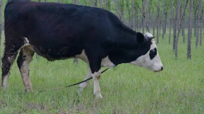 牧场放牧 黑牛 牛吃草场景