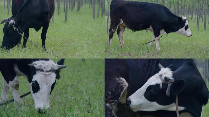 牧场放牧 黑牛 牛吃草场景