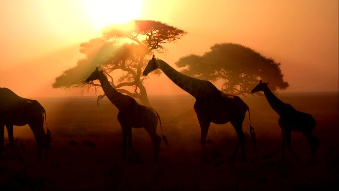 日落时的非洲长颈鹿群