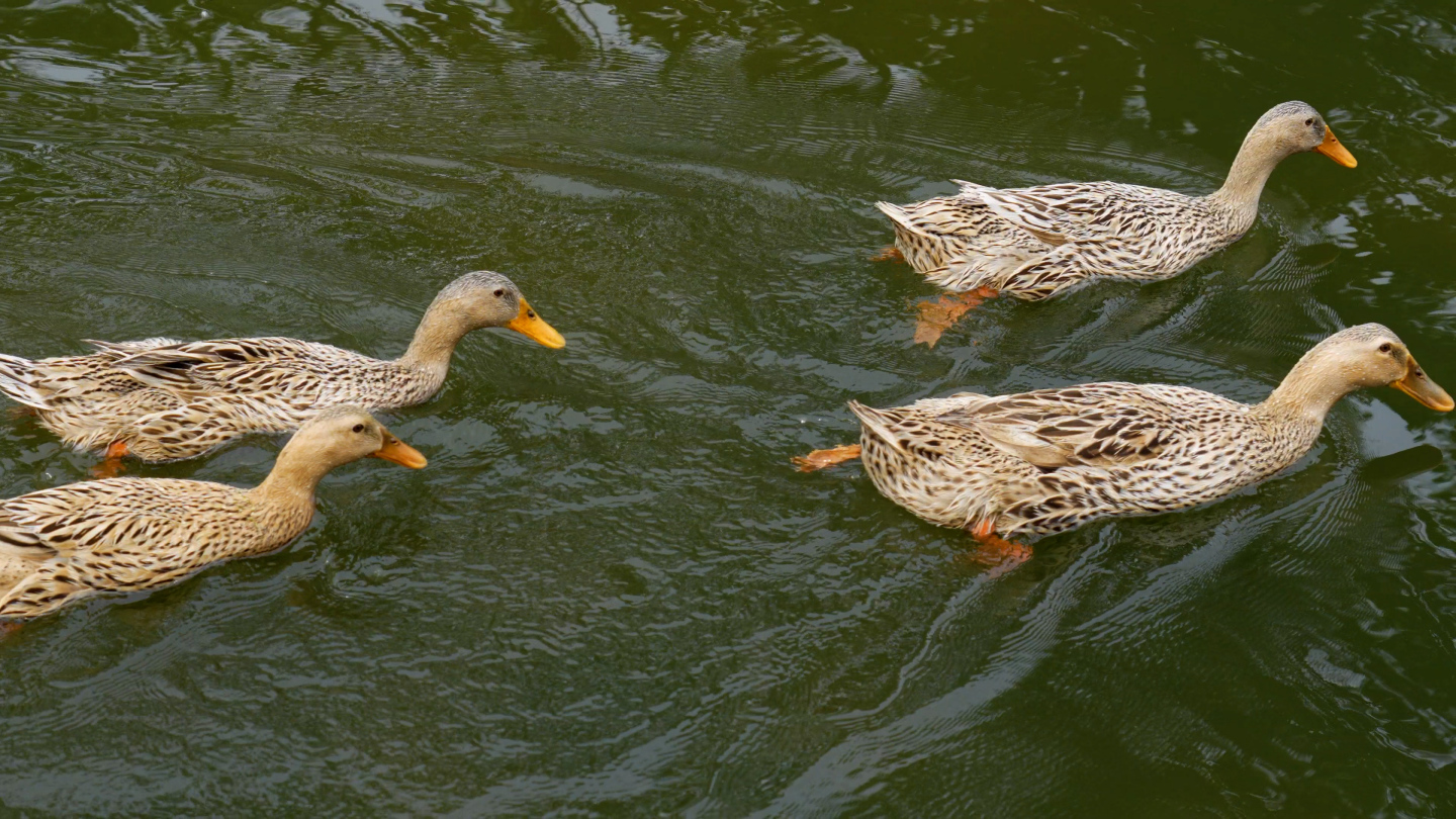 唯美一群水鸭，农村河中的鸭子