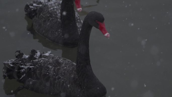 雪中天鹅湖黑天鹅
