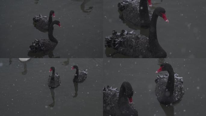 雪中天鹅湖黑天鹅