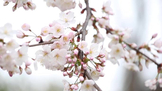 武汉樱花高清实拍素材 日本樱花 雨后