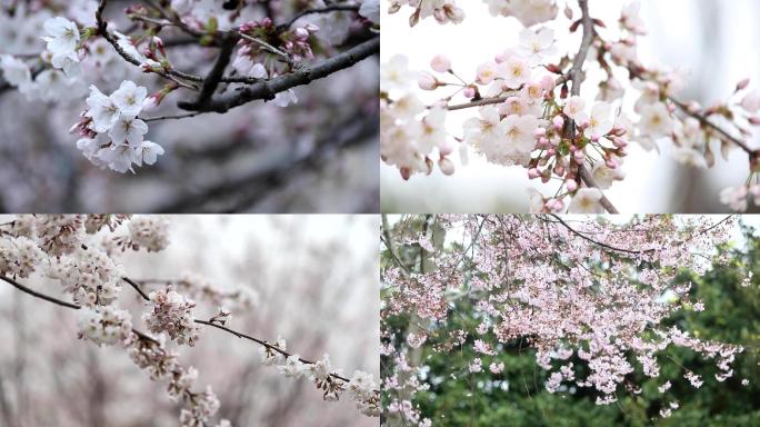 武汉樱花高清实拍素材 日本樱花 雨后