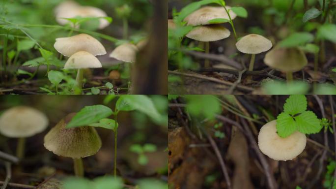 4K森林生长的野生蘑菇唯美空镜