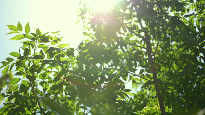【4K原创】夏天阳光树叶唯美清新意境空镜