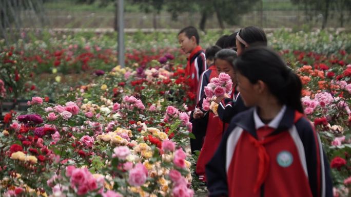 学生们观看月季花卉